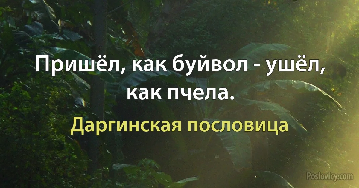 Пришёл, как буйвол - ушёл, как пчела. (Даргинская пословица)