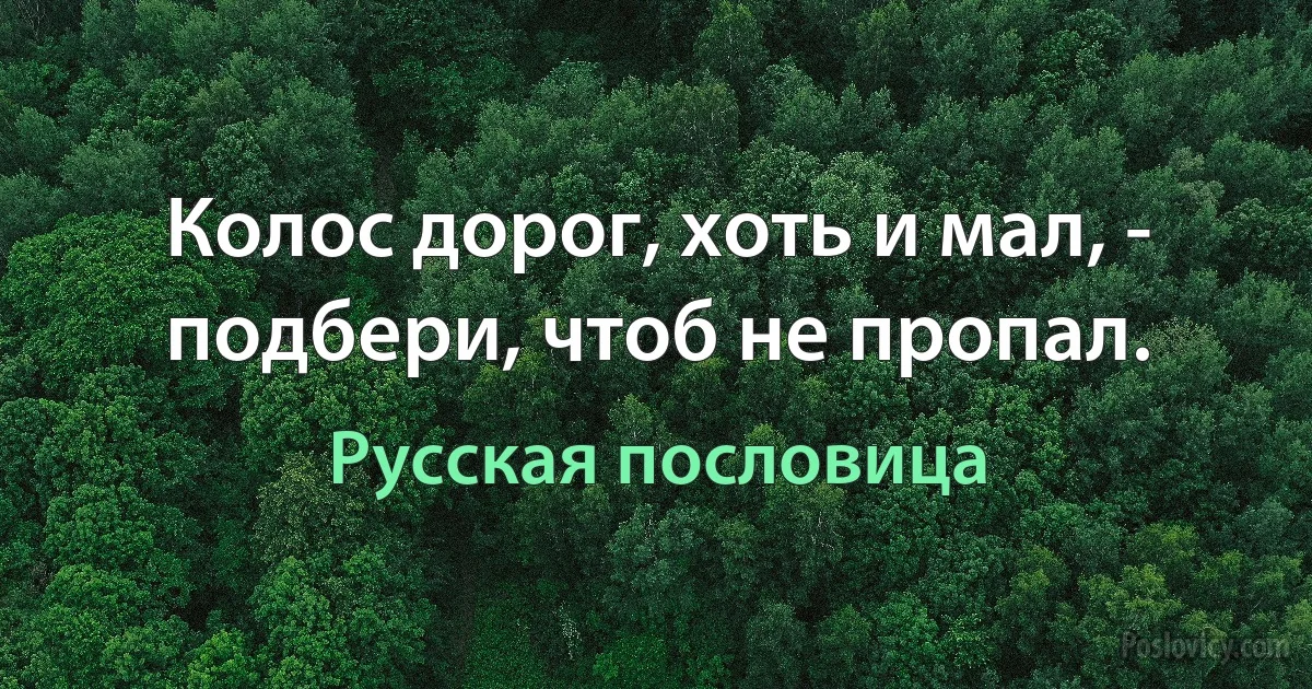 Колос дорог, хоть и мал, - подбери, чтоб не пропал. (Русская пословица)