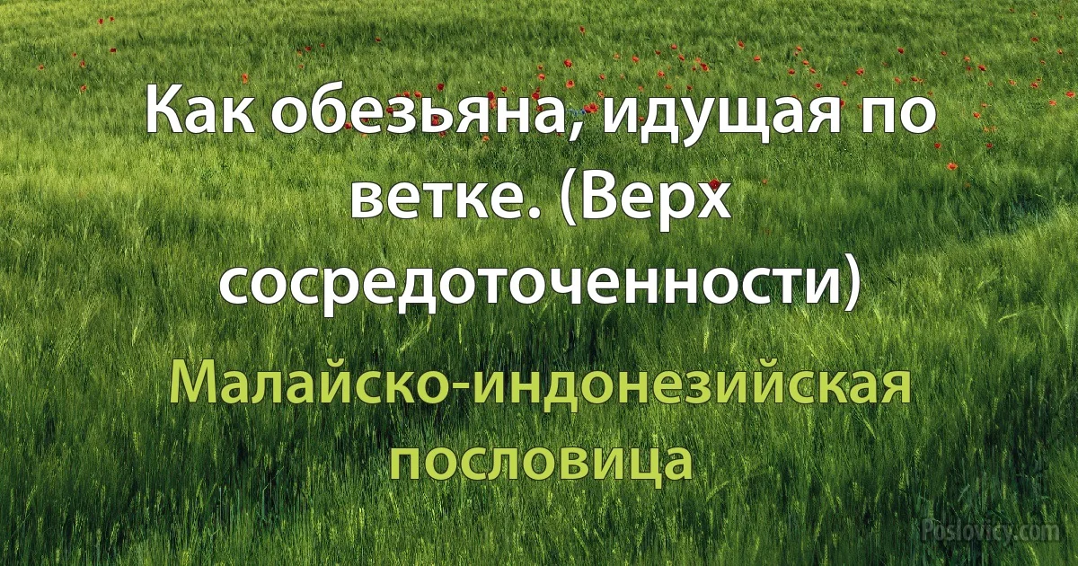 Как обезьяна, идущая по ветке. (Верх сосредоточенности) (Малайско-индонезийская пословица)