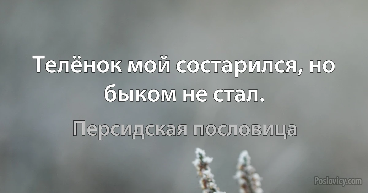 Телёнок мой состарился, но быком не стал. (Персидская пословица)