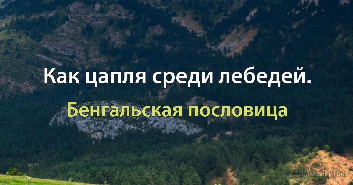 Как цапля среди лебедей. (Бенгальская пословица)