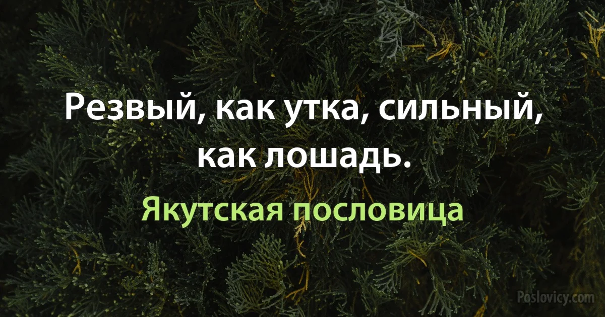 Резвый, как утка, сильный, как лошадь. (Якутская пословица)