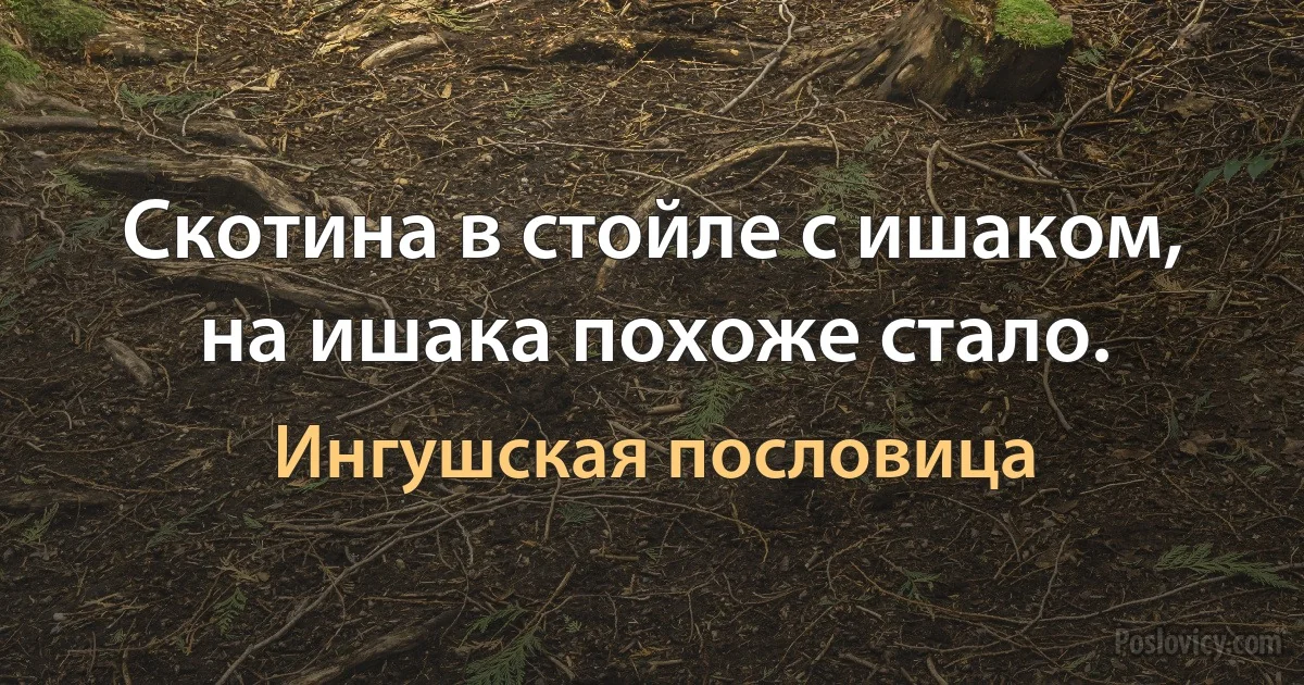 Скотина в стойле с ишаком, на ишака похоже стало. (Ингушская пословица)