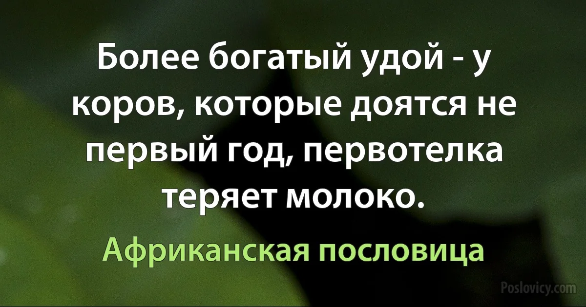 Более богатый удой - у коров, которые доятся не первый год, первотелка теряет молоко. (Африканская пословица)