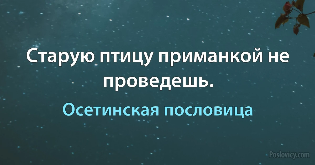 Старую птицу приманкой не проведешь. (Осетинская пословица)