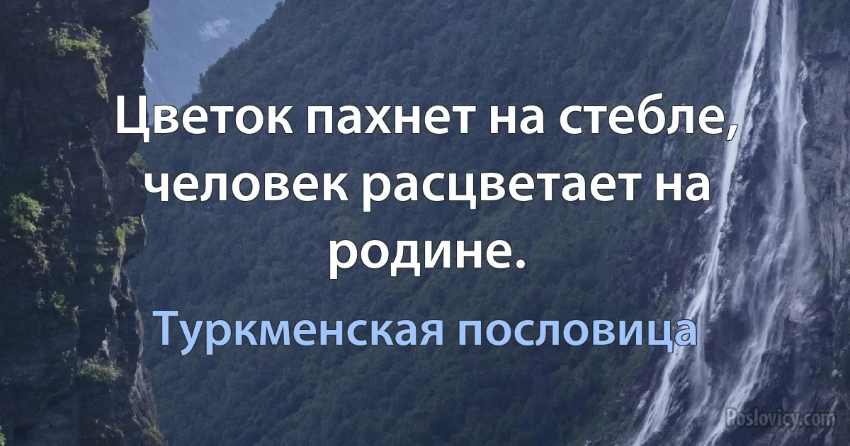 Цветок пахнет на стебле, человек расцветает на родине. (Туркменская пословица)