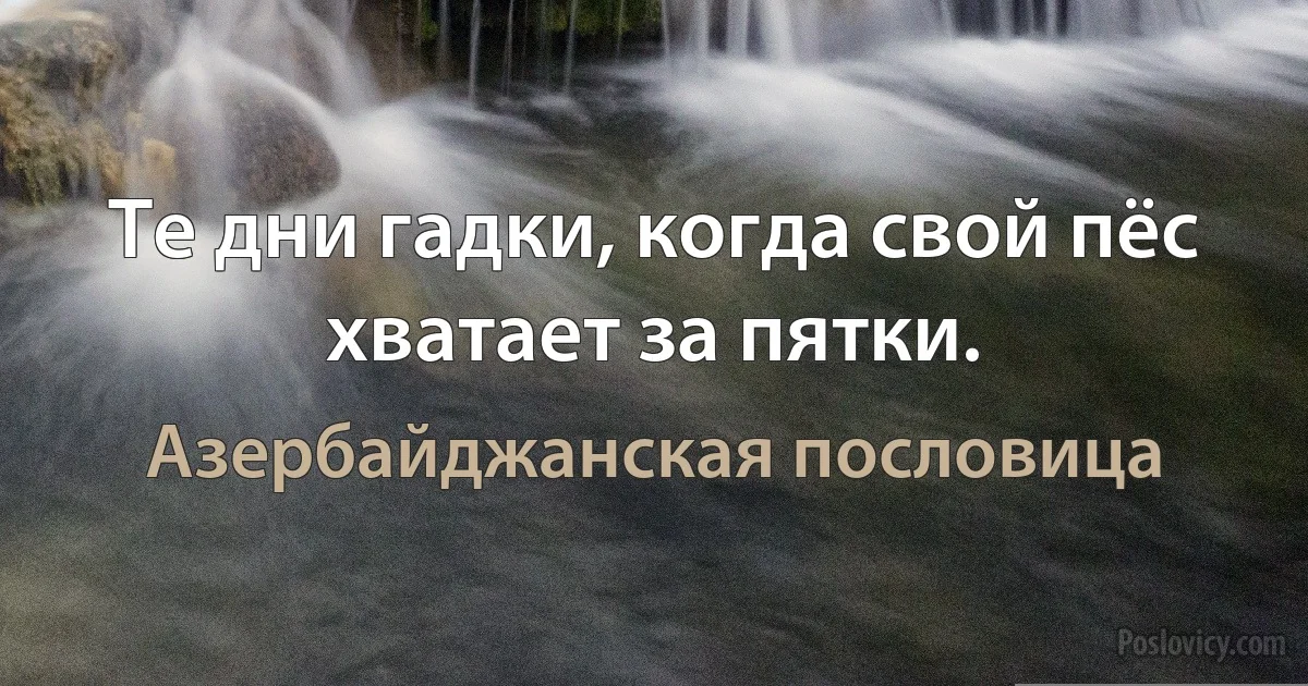 Те дни гадки, когда свой пёс хватает за пятки. (Азербайджанская пословица)