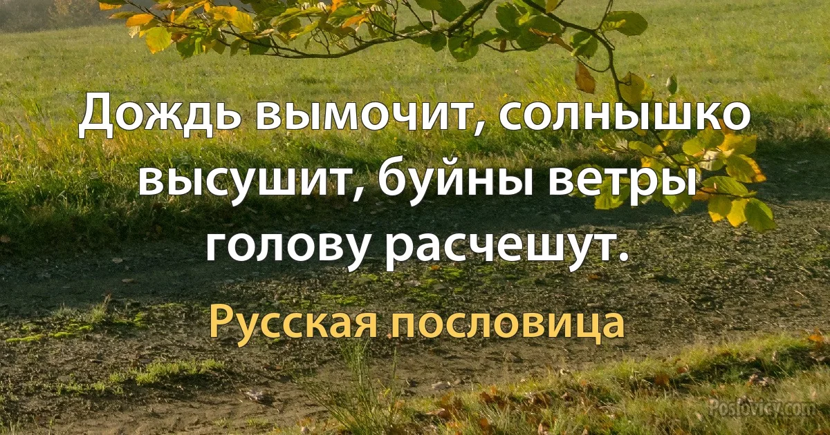 Дождь вымочит, солнышко высушит, буйны ветры голову расчешут. (Русская пословица)