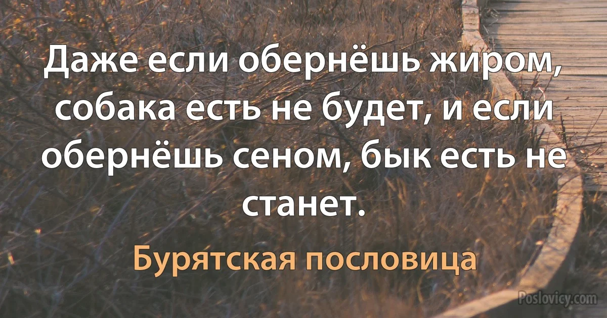 Даже если обернёшь жиром, собака есть не будет, и если обернёшь сеном, бык есть не станет. (Бурятская пословица)