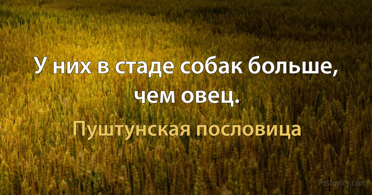 У них в стаде собак больше, чем овец. (Пуштунская пословица)