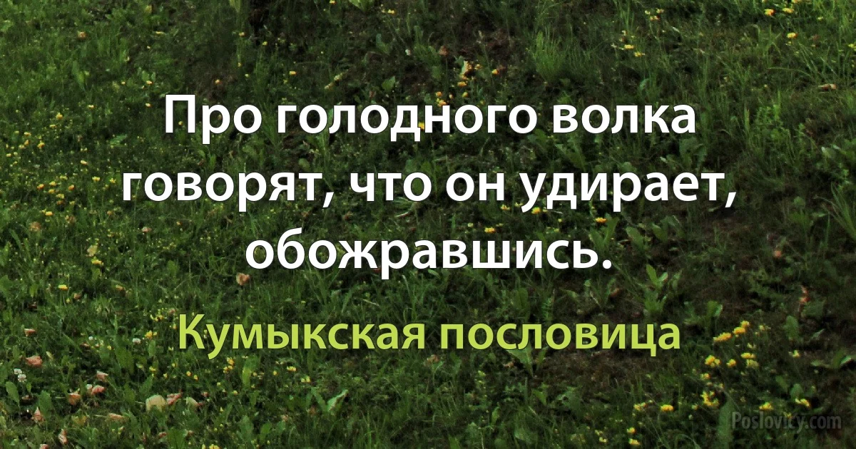 Про голодного волка говорят, что он удирает, обожравшись. (Кумыкская пословица)