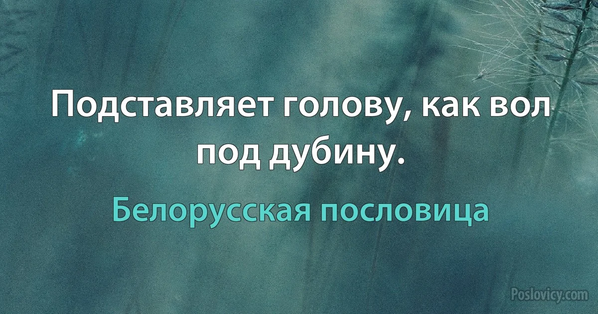 Подставляет голову, как вол под дубину. (Белорусская пословица)