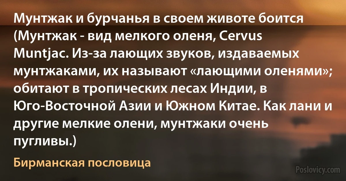 Мунтжак и бурчанья в своем животе боится (Мунтжак - вид мелкого оленя, Cervus Muntjac. Из-за лающих звуков, издаваемых мунтжаками, их называют «лающими оленями»; обитают в тропических лесах Индии, в Юго-Восточной Азии и Южном Китае. Как лани и другие мелкие олени, мунтжаки очень пугливы.) (Бирманская пословица)