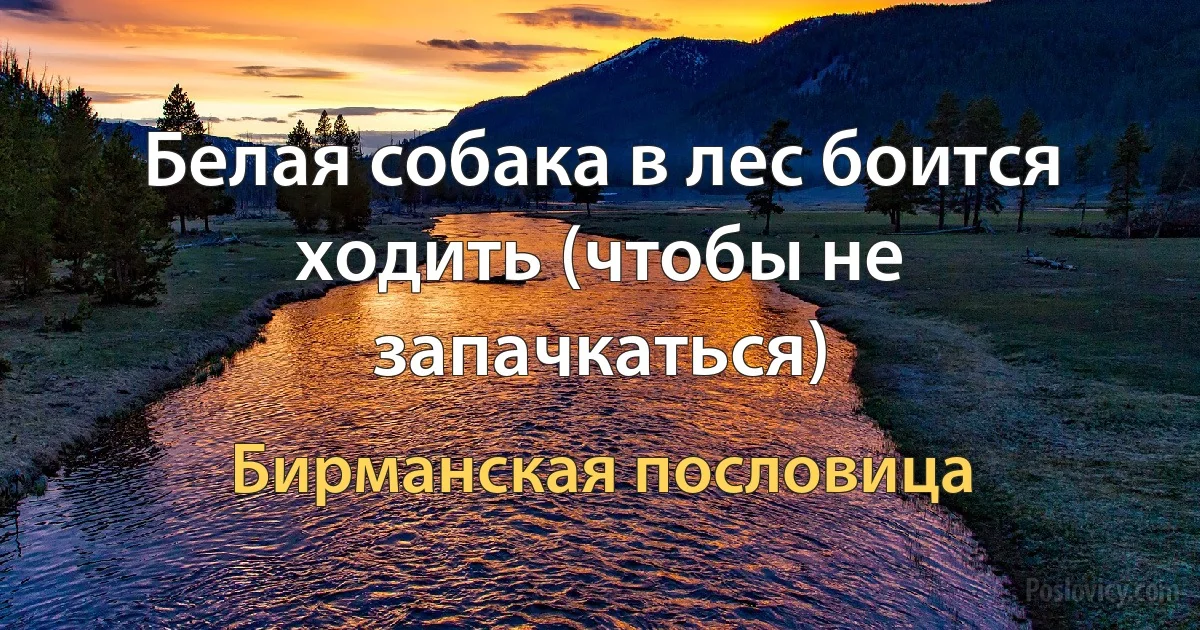 Белая собака в лес боится ходить (чтобы не запачкаться) (Бирманская пословица)