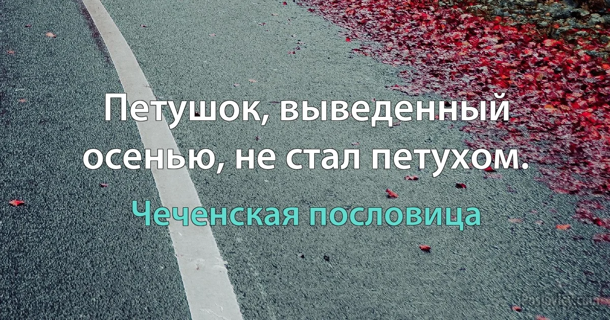 Петушок, выведенный осенью, не стал петухом. (Чеченская пословица)