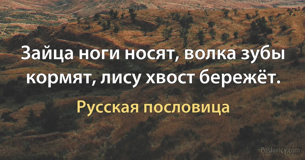 Зайца ноги носят, волка зубы кормят, лису хвост бережёт. (Русская пословица)