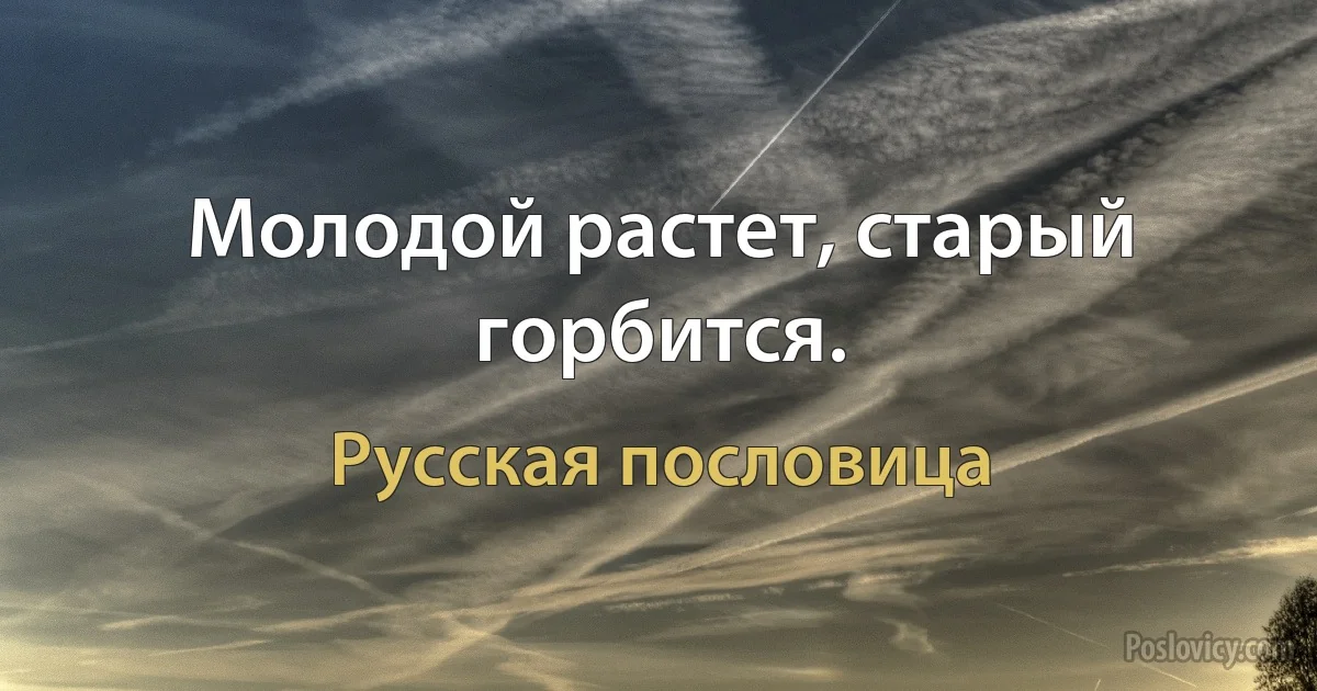 Молодой растет, старый горбится. (Русская пословица)