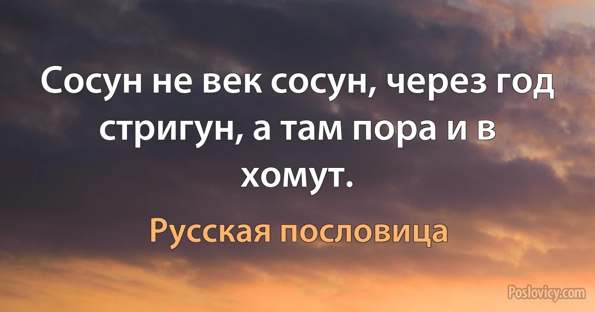 Сосун не век сосун, через год стригун, а там пора и в хомут. (Русская пословица)