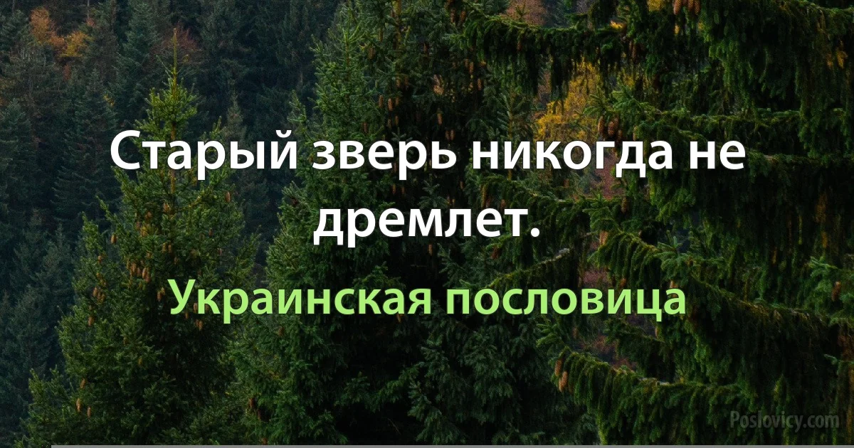 Старый зверь никогда не дремлет. (Украинская пословица)