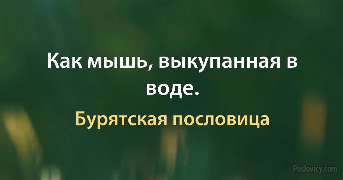 Как мышь, выкупанная в воде. (Бурятская пословица)