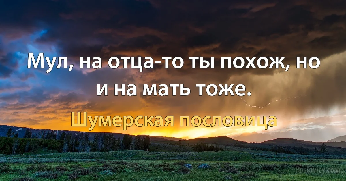 Мул, на отца-то ты похож, но и на мать тоже. (Шумерская пословица)