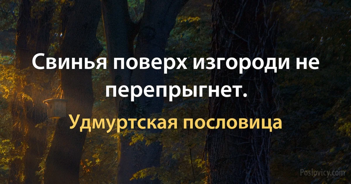 Свинья поверх изгороди не перепрыгнет. (Удмуртская пословица)