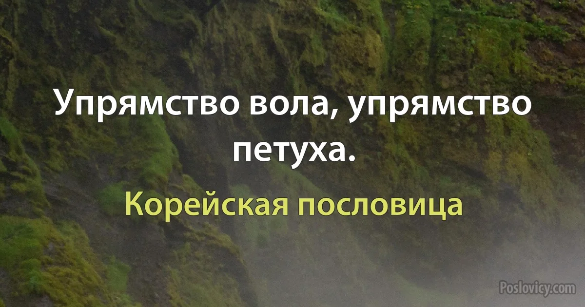 Упрямство вола, упрямство петуха. (Корейская пословица)