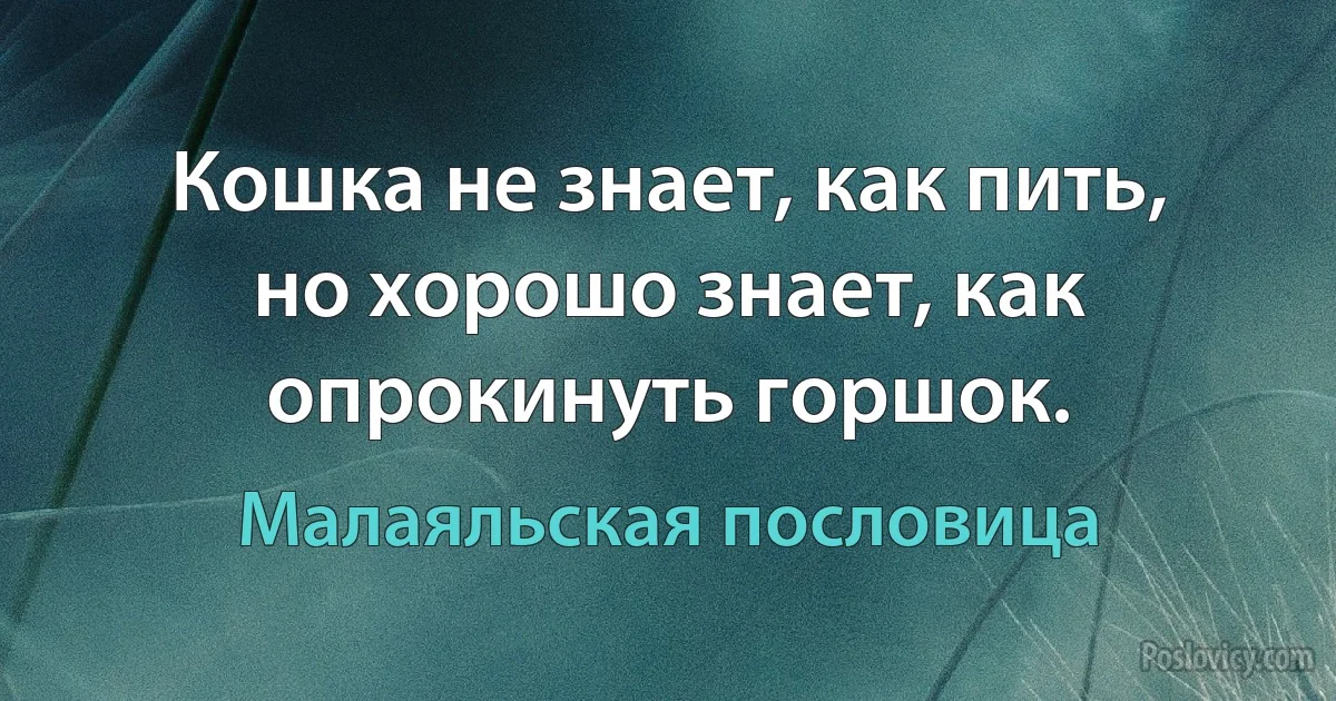 Кошка не знает, как пить, но хорошо знает, как опрокинуть горшок. (Малаяльская пословица)