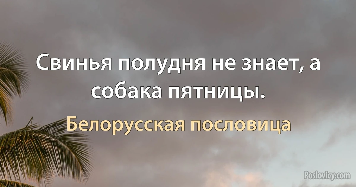 Свинья полудня не знает, а собака пятницы. (Белорусская пословица)