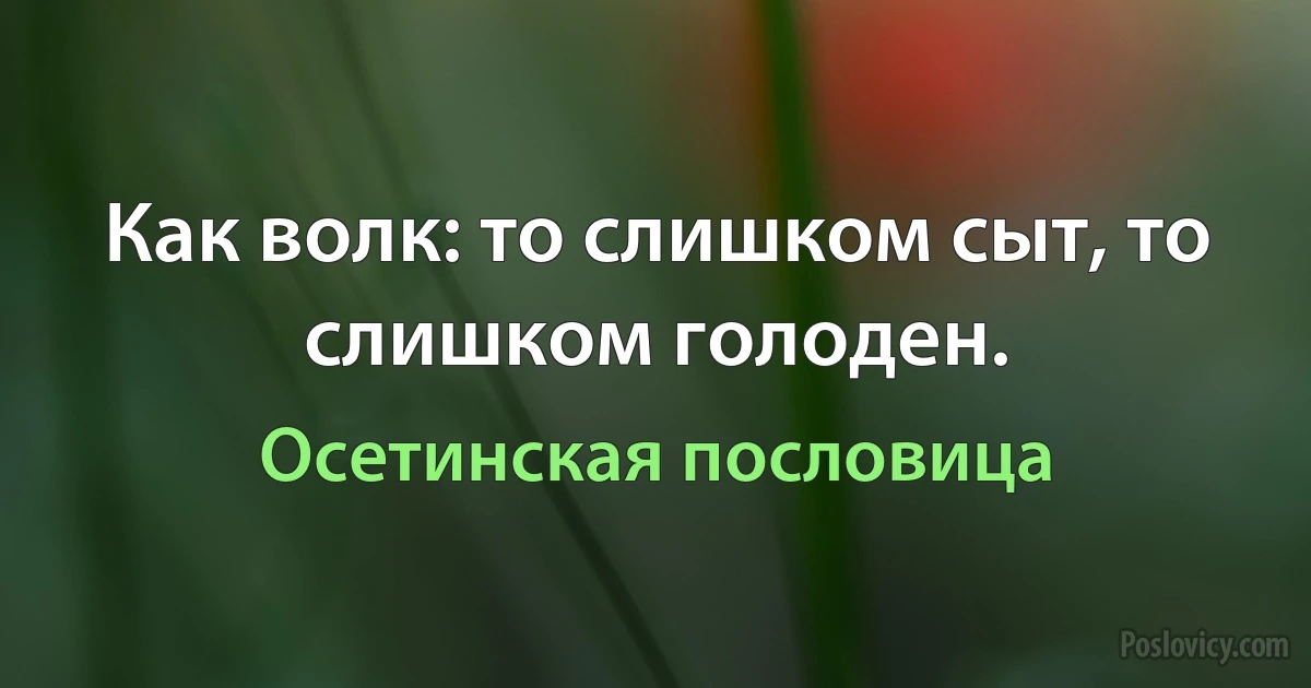 Как волк: то слишком сыт, то слишком голоден. (Осетинская пословица)