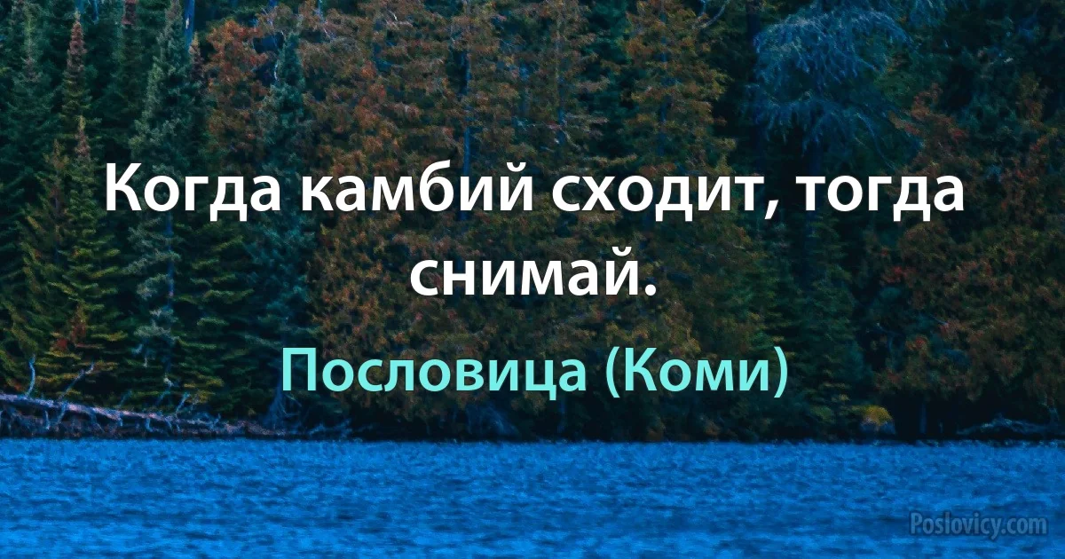 Когда камбий сходит, тогда снимай. (Пословица (Коми))