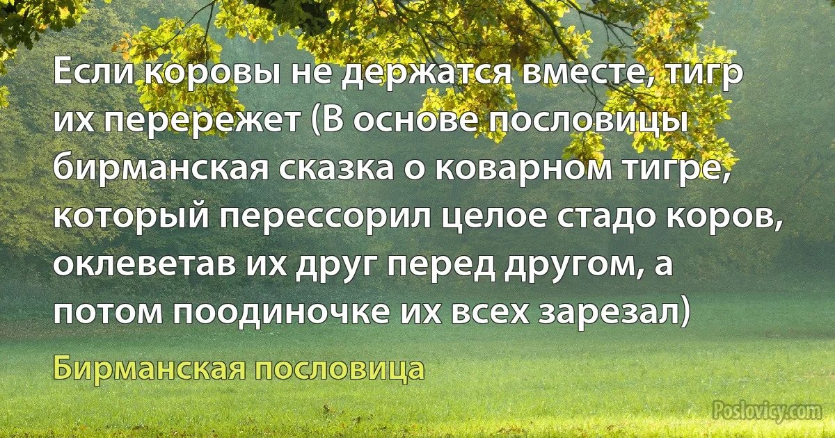 Если коровы не держатся вместе, тигр их перережет (В основе пословицы бирманская сказка о коварном тигре, который перессорил целое стадо коров, оклеветав их друг перед другом, а потом поодиночке их всех зарезал) (Бирманская пословица)