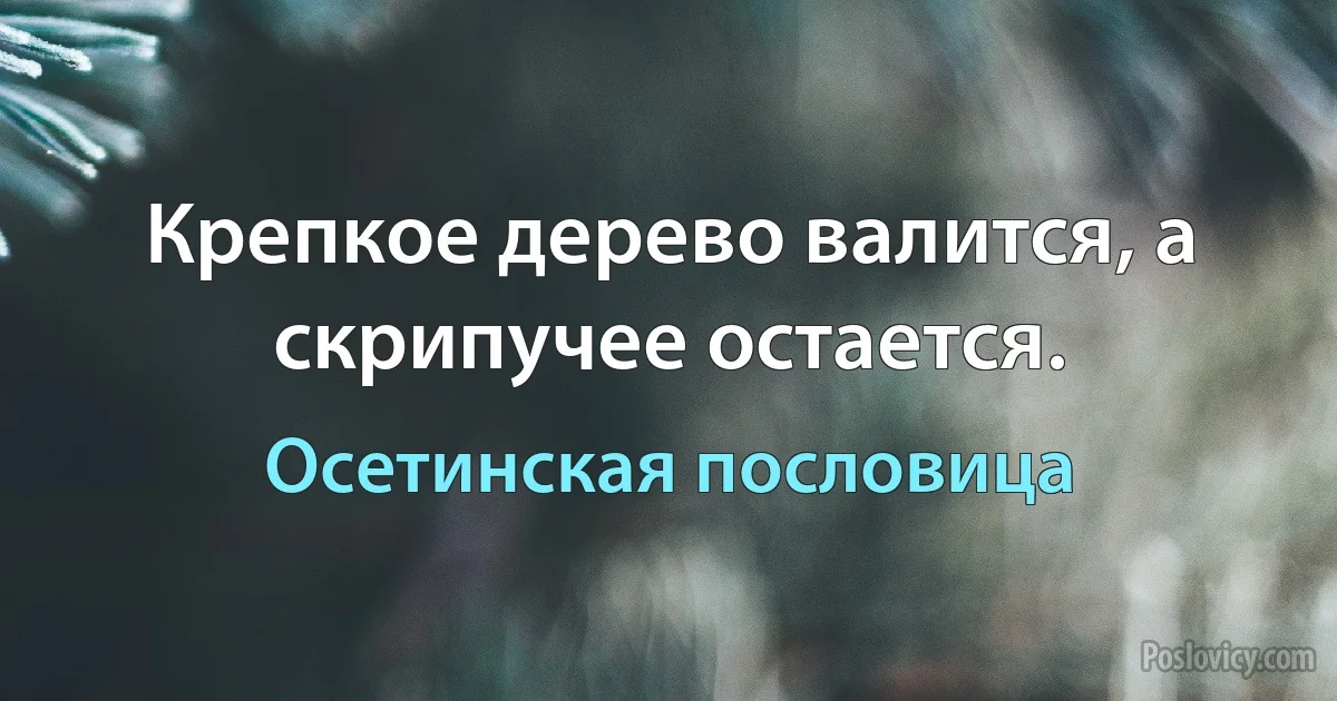 Крепкое дерево валится, а скрипучее остается. (Осетинская пословица)