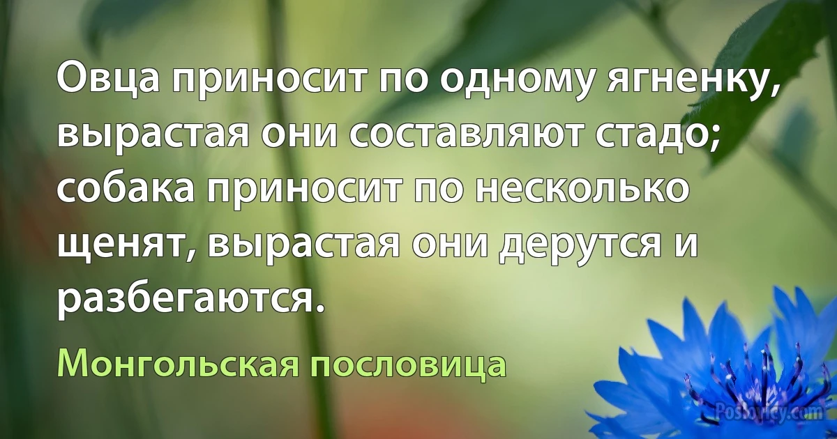 Овца приносит по одному ягненку, вырастая они составляют стадо; собака приносит по несколько щенят, вырастая они дерутся и разбегаются. (Монгольская пословица)