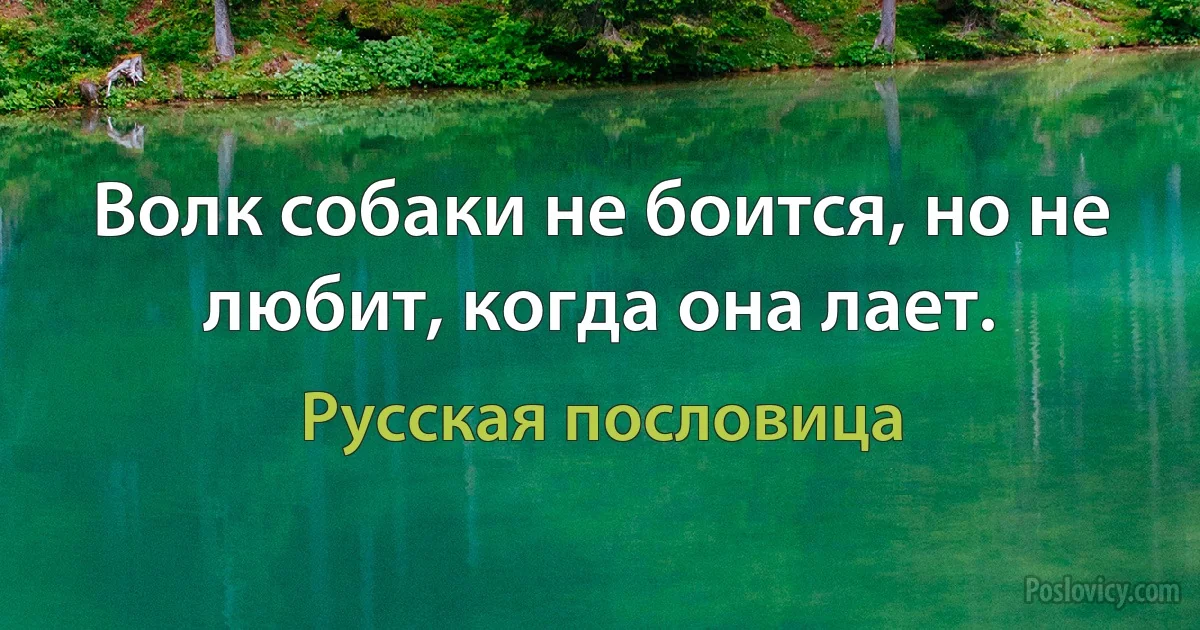 Волк собаки не боится, но не любит, когда она лает. (Русская пословица)