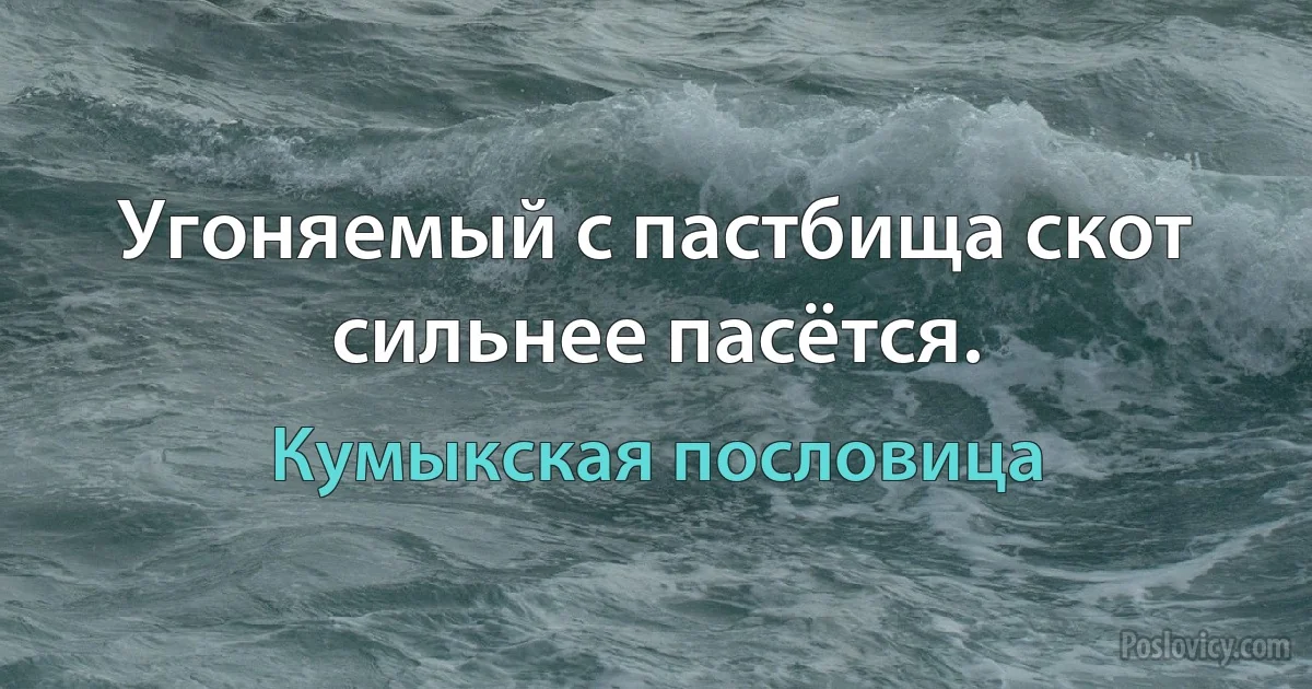 Угоняемый с пастбища скот сильнее пасётся. (Кумыкская пословица)