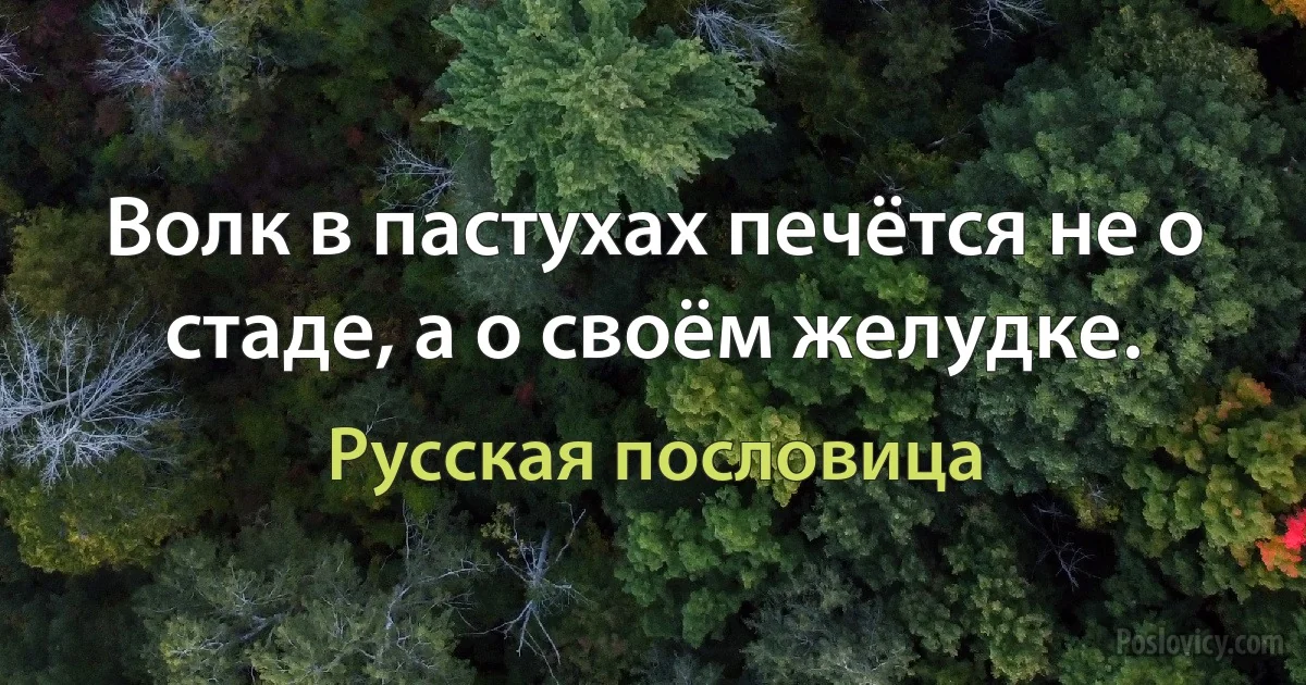 Волк в пастухах печётся не о стаде, а о своём желудке. (Русская пословица)