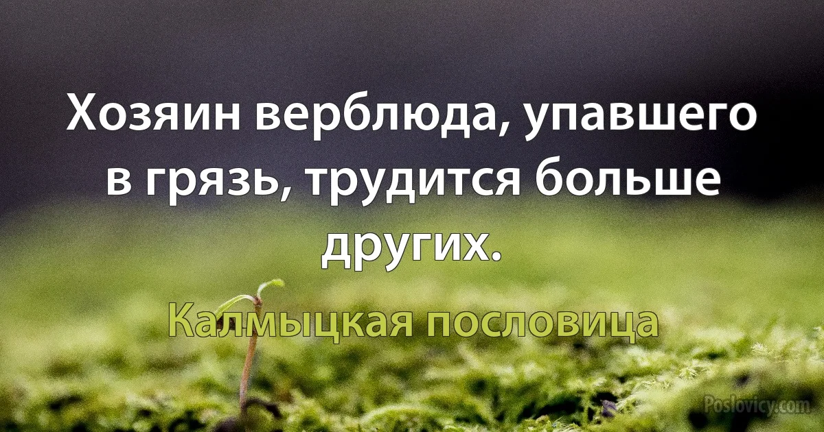 Хозяин верблюда, упавшего в грязь, трудится больше других. (Калмыцкая пословица)