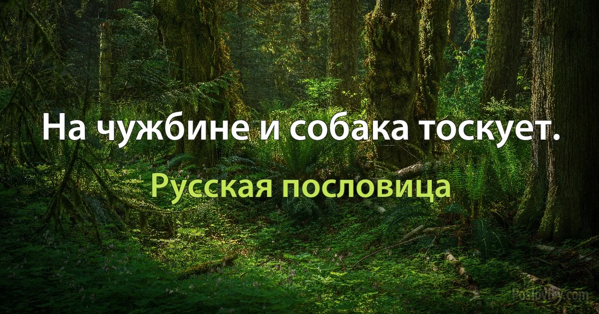 На чужбине и собака тоскует. (Русская пословица)