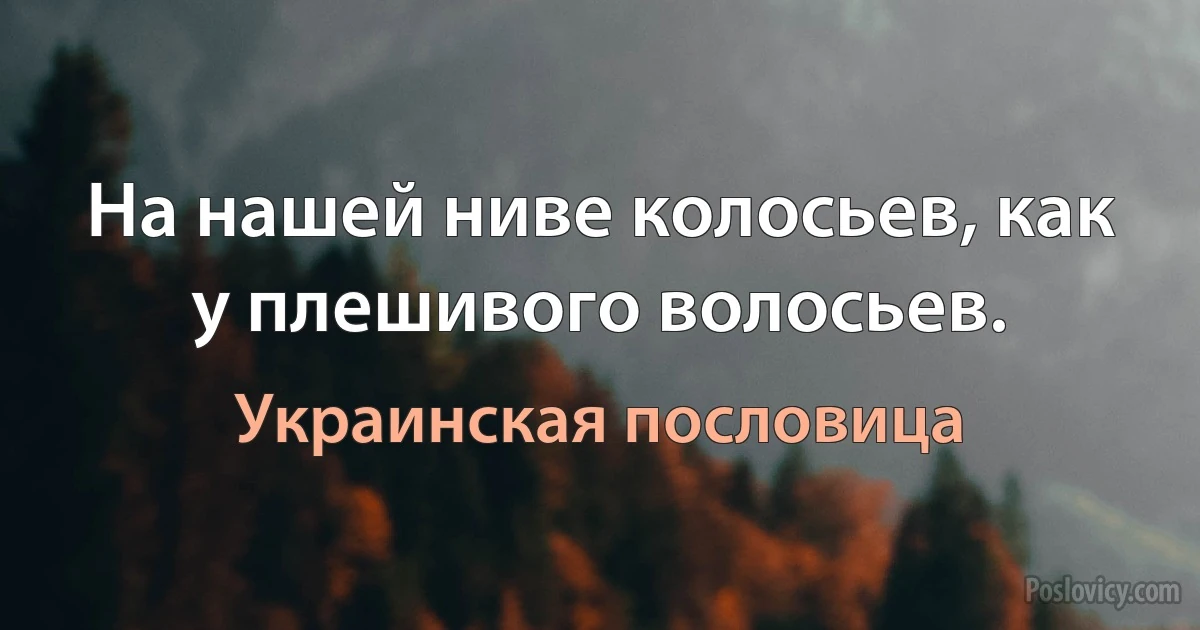 На нашей ниве колосьев, как у плешивого волосьев. (Украинская пословица)