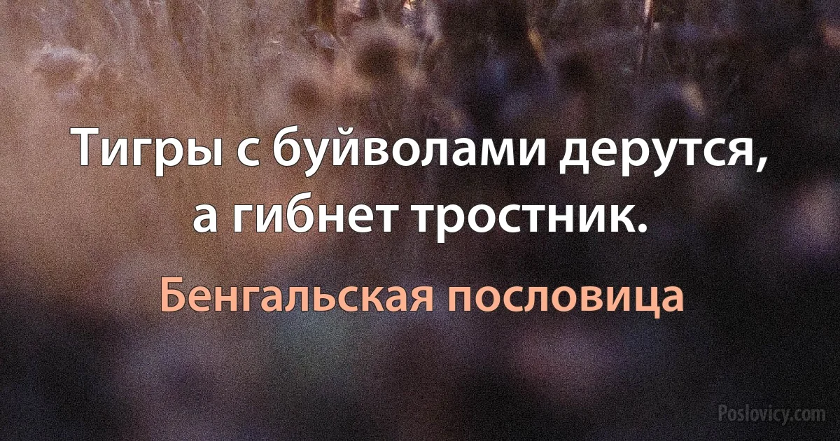 Тигры с буйволами дерутся, а гибнет тростник. (Бенгальская пословица)