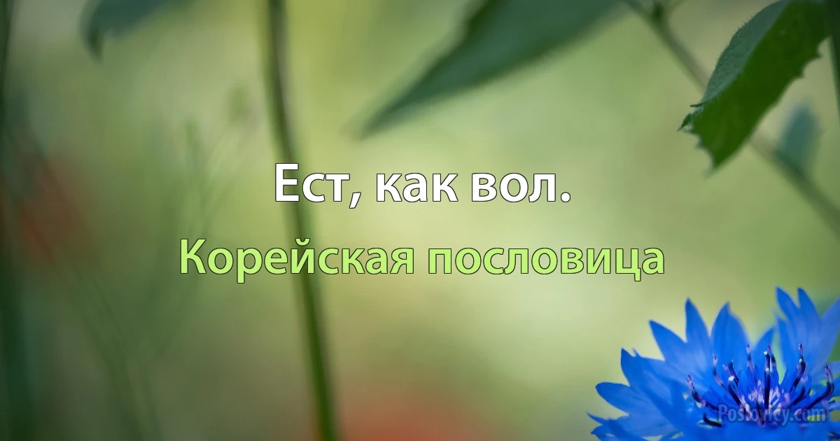 Ест, как вол. (Корейская пословица)