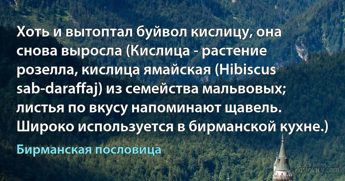 Хоть и вытоптал буйвол кислицу, она снова выросла (Кислица - растение розелла, кислица ямайская (Hibiscus sab-daraffaj) из семейства мальвовых; листья по вкусу напоминают щавель. Широко используется в бирманской кухне.) (Бирманская пословица)