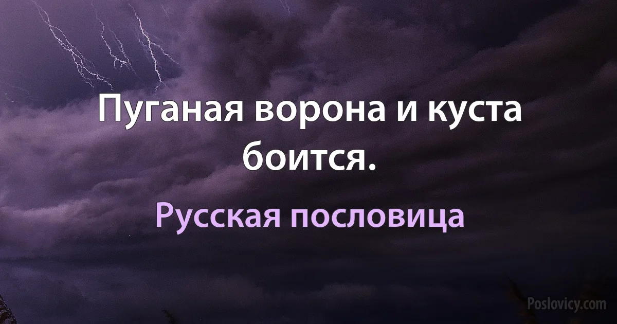 Пуганая ворона и куста боится. (Русская пословица)