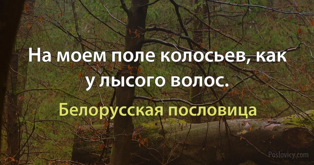 На моем поле колосьев, как у лысого волос. (Белорусская пословица)