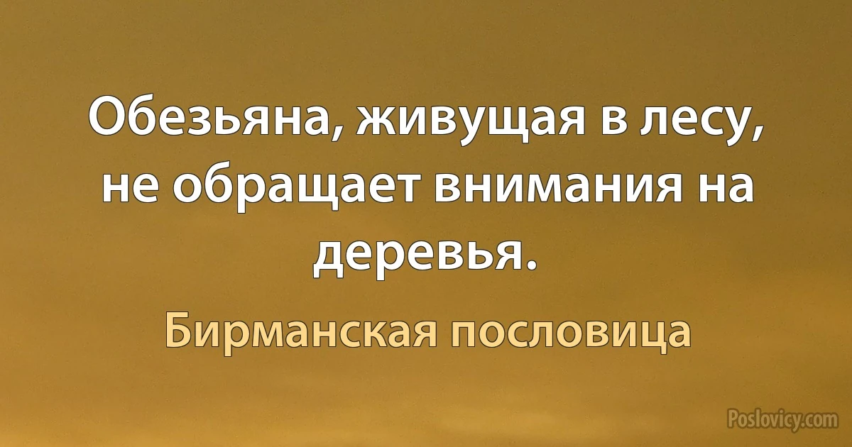 Обезьяна, живущая в лесу, не обращает внимания на деревья. (Бирманская пословица)