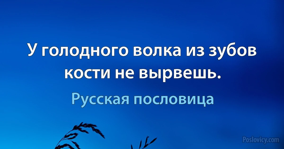 У голодного волка из зубов кости не вырвешь. (Русская пословица)