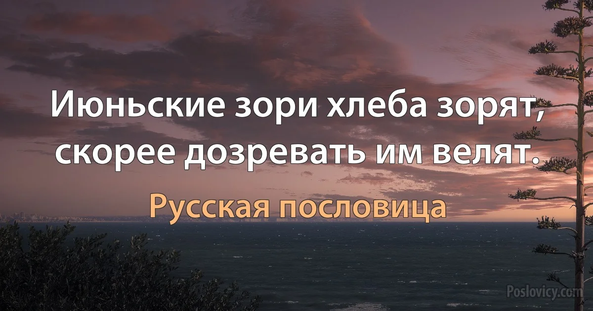 Июньские зори хлеба зорят, скорее дозревать им велят. (Русская пословица)