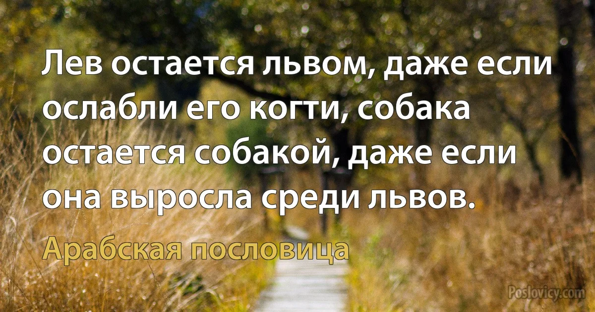 Лев остается львом, даже если ослабли его когти, собака остается собакой, даже если она выросла среди львов. (Арабская пословица)