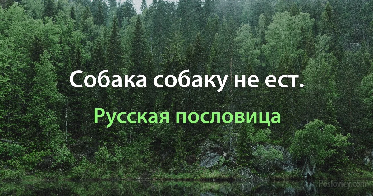 Собака собаку не ест. (Русская пословица)